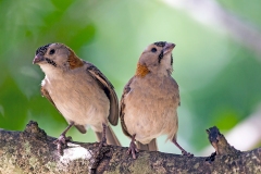Speckle-fronted Weaver [Sporopipes frontalis emini]