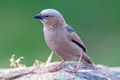 Grey-capped Social Weaver [Pseudonigrita arnaudi arnaudi]
