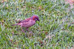 Kenya Sparrow [Passer rufocinctus]