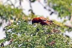 Chestnut Sparrow [Passer eminibey]