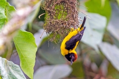 Brown-capped Weaver [Ploceus insignis]