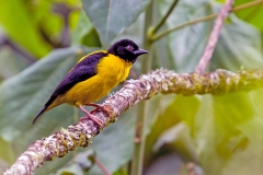 Brown-capped Weaver [Ploceus insignis]