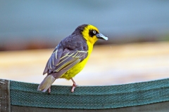 Baglafecht Weaver [Ploceus baglafecht reichenowi]