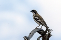 White-browed Sparrow-Weaver [Plocepasser mahali melanorhynchus]