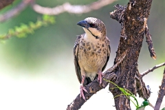 Donaldson Smith's Sparrow-Weaver [Plocepasser donaldsoni]