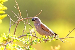 Parrot-billed Sparrow [Passer gongonensis]