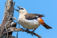 White-headed Buffalo Weaver [Dinemellia dinemelli dinemelli]