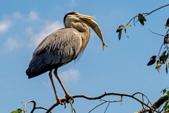 Grey Heron [Ardea cinerea cinerea] 