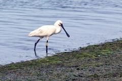 Eurasian Spoonbill [Platalea leucorodia leucorodia] 