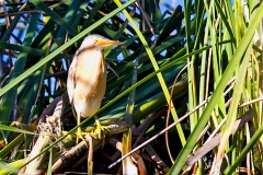 Little Bittern [Botaurus minutus minutus] 