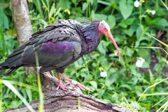 Northern Bald Ibis [Geronticus eremita] 
