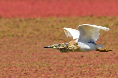 Squacco Heron [Ardeola ralloides] 