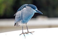 Black-crowned Night Heron [Nycticorax nycticorax hoactli] 