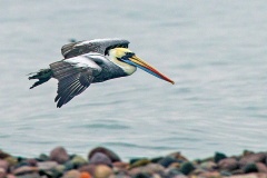 Peruvian Pelican [Pelecanus thagus] 