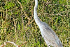 Black-headed Heron [Ardea melanocephala]