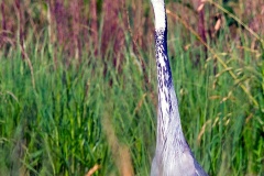 Black-headed Heron [Ardea melanocephala]