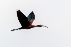 Glossy Ibis [Plegadis falcinellus] 
