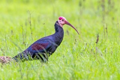 Southern Bald Ibis [Geronticus calvus] 