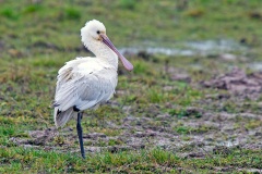 Eurasian Spoonbill [Platalea leucorodia leucorodia] 