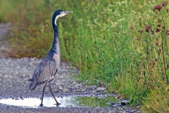 Black-headed Heron [Ardea melanocephala]