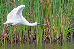 African Spoonbill [Platalea alba] 