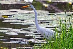 Great Egret [Ardea alba melanorhynchos] 