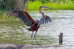 Goliath Heron [Ardea goliath] 
