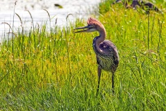Goliath Heron [Ardea goliath] 
