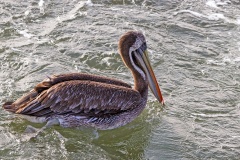 Peruvian Pelican [Pelecanus thagus] 
