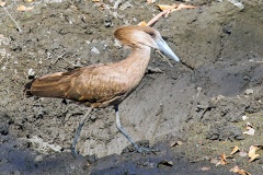 Hamerkop [Scopus umbretta umbretta] 