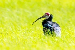 Southern Bald Ibis [Geronticus calvus]