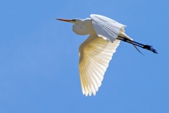 Great Egret [Ardea alba egretta]
