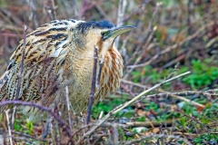 Eurasian Bittern [Botaurus stellaris stellaris]