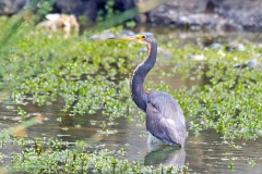 Tricolored Heron [Egretta tricolor tricolor] 