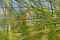 Striated Heron [Butorides striata] 