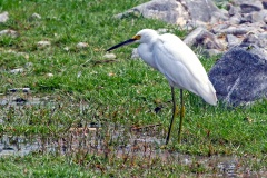 Snowy Egret [Egretta thula thula] 
