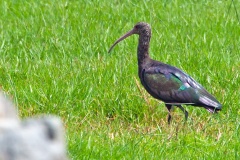 Puna Ibis [Plegadis ridgwayi] 