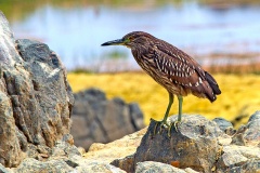 Black-crowned Night Heron [Nycticorax nycticorax hoactli] 