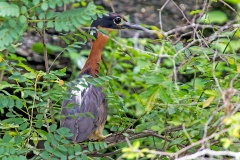 White-backed Night Heron [Gorsachius leuconotus]