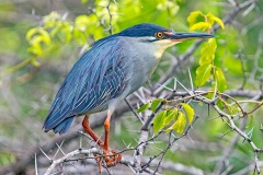 Little Heron [Butorides atricapilla atricapilla]
