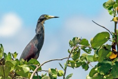 Rufous-bellied Heron [Ardeola rufiventris] 