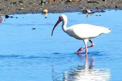 American White Ibis [Eudocimus albus ramobustorum] 