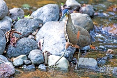 Bare-throated Tiger Heron [Tigrisoma mexicanum] 