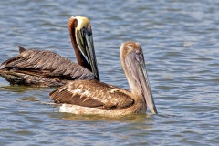 Brown Pelican [Pelecanus occidentalis carolinensis] 