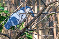 Boat-billed Heron [Cochlearius cochlearius panamensis] 