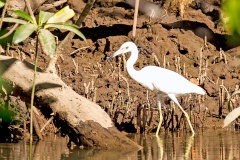 Little Blue Heron [Egretta caerulea]