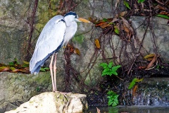 Grey Heron [Ardea cinerea jouyi] 