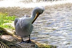 Dalmatian Pelican [Pelecanus crispus] 