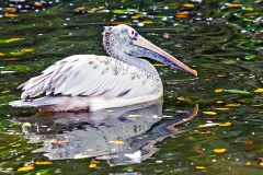 Spot-billed Pelican [Pelecanus philippensis] 