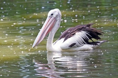 Australian Pelican [Pelecanus conspicillatus] 